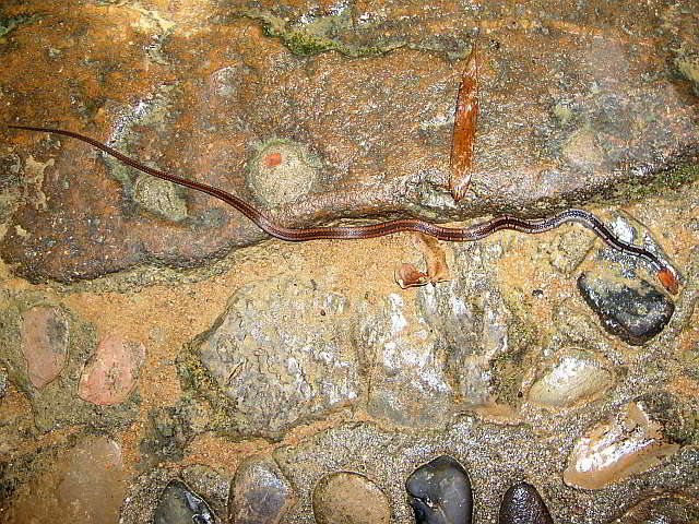 Sibynopis melanocephalus (Malayan Blackhead)