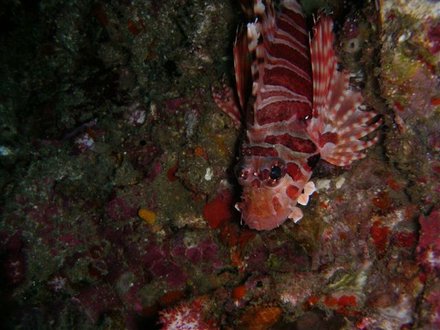 Dragonfish (Pterois volitans)