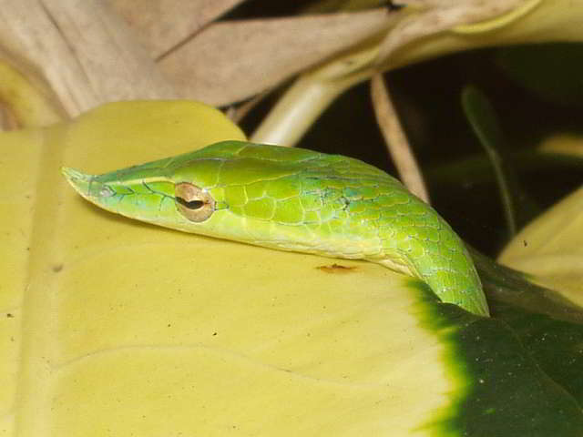Ahaetulla nasuta (Long-nosed Whip snake)