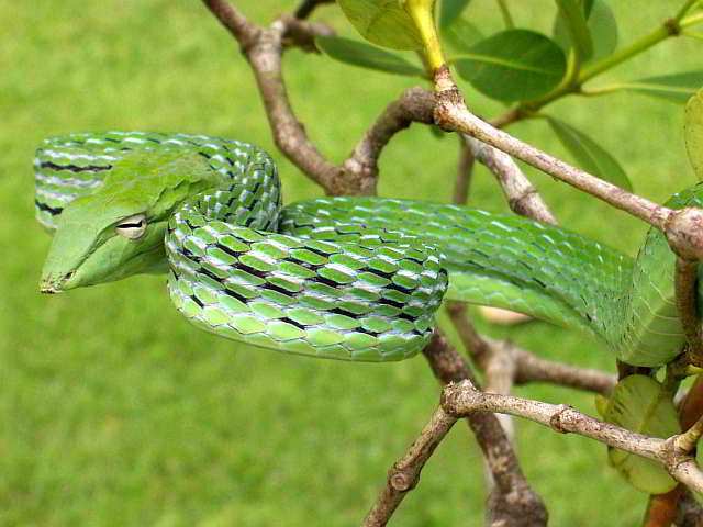 Ahaetulla prasina (Oriental Whip snakes)