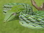 Ahaetulla - Whip Snakes