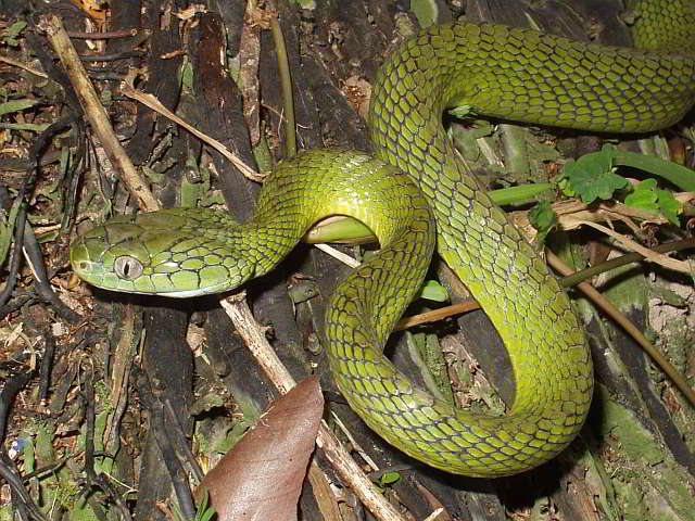 Boiga cyanea (Green Cat Snake)