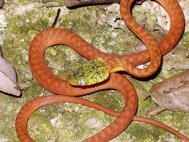 Boiga cyanea (Green Cat Snake)