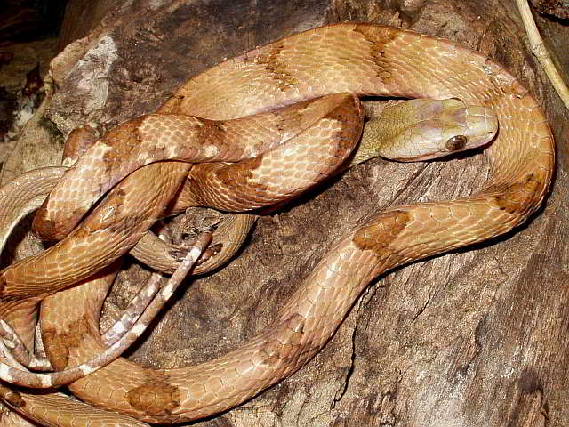Boiga cynodon (Dog-toothed Cat Snake)