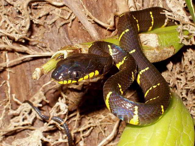 Boiga dendrophila melanota (Banded Mangrove Snake, Yellow ringed Cat Snake)