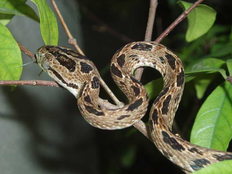 Boiga multomaculata (Many-spotted Cat Snake)