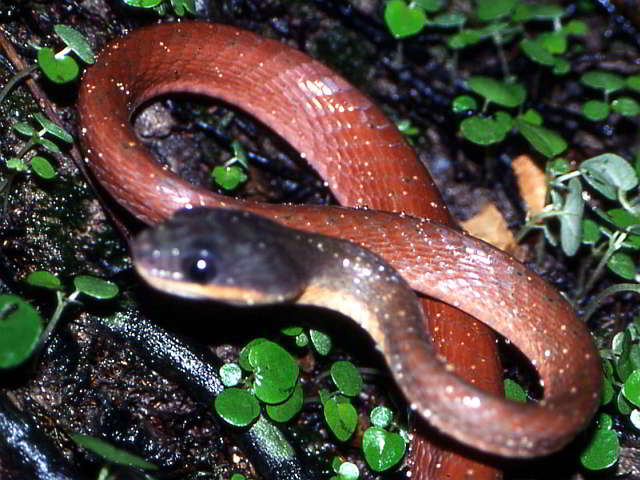 Boiga nigriceps (Red Cat Snake)