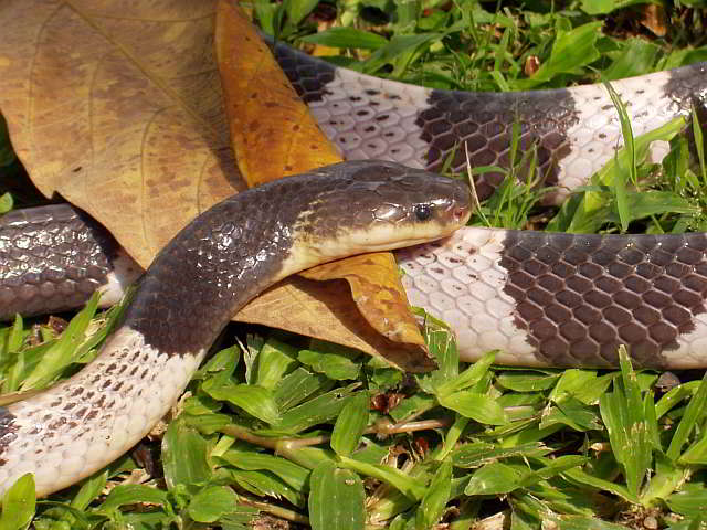 Bungarus candidus (krait malais ou krait bleu)Bungarus candidus (krait malais ou krait bleu)