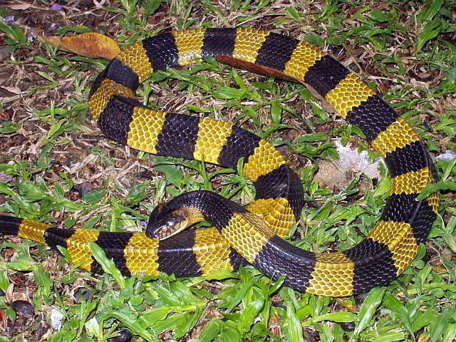 Bungarus fasciatus (Gebänderter Krait)