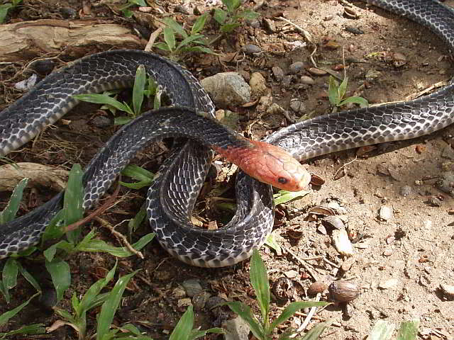 Bungarus flaviceps (Krait à tête rouge)