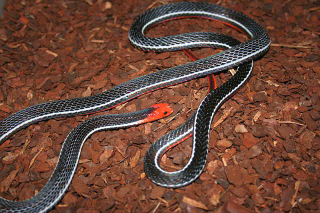 Calliophis bivirgatus flaviceps (Blue Coral Snake)