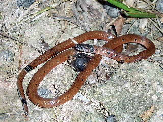Calliophis maculiceps