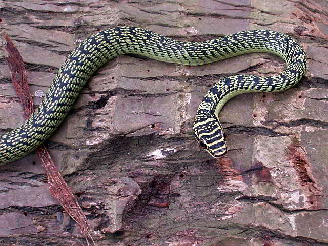 Chrysopelea ornata ornatissima (Golden Tree Snake)