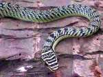 Chrysopelea - Tree Snakes