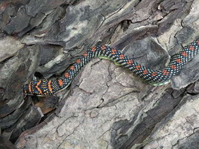 Chrysopelea paradisii (Paradise Tree Snake)