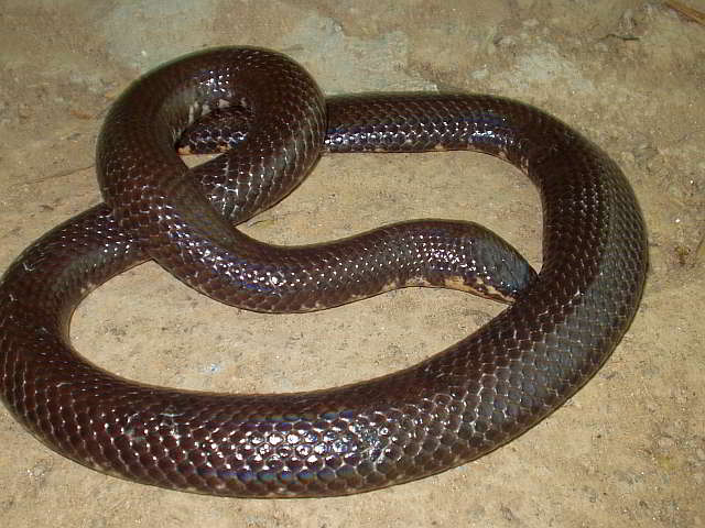 Cylindrophis ruffus ruffus (Red-tailed Pipe Snake)