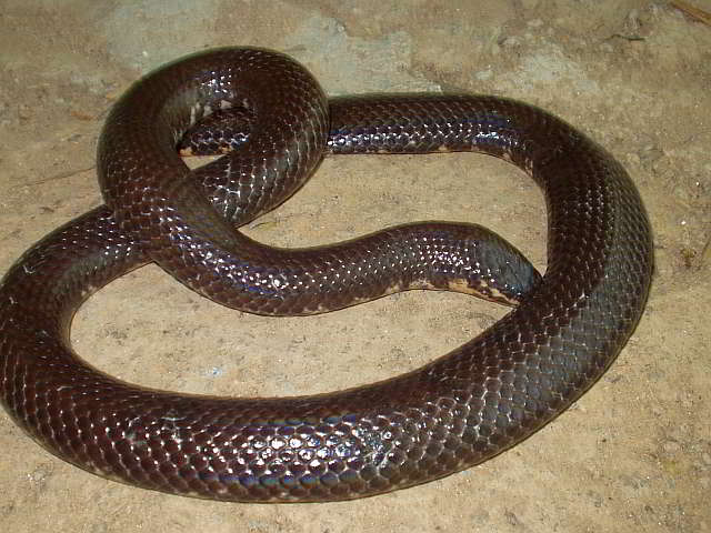 Red-tailed pipe snake not dangerous. but like to lift and spread the tail  to threaten the enemy to misunderstand that is venomous imitate cobra. in  agricultural garden countryside of Thailand. Stock Photo