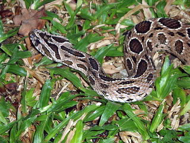Daboia russelii siamensis (Russell´s Viper, Chain Viper)