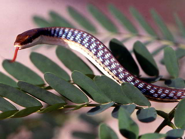Dendrelaphis pictus (Common Bronzeback Snake)