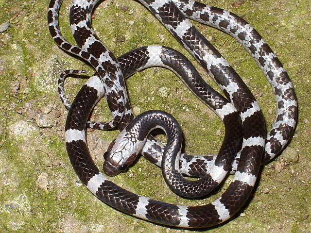 Dryocalamus davisonii (Common Bridle Snake)