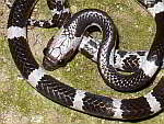 Dryocalamus - Bridle Snakes