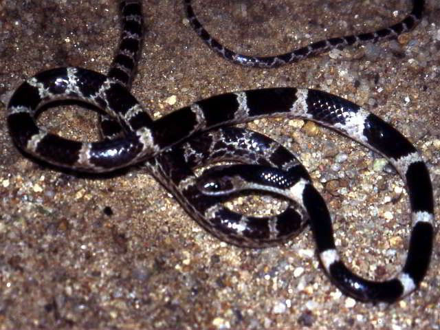 Dryocalamus subannulatus (Malayan Bridle Snake)