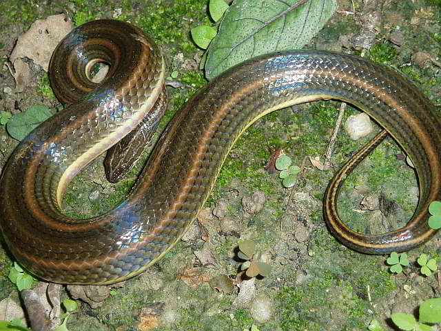 Enhydris enhydris (Rainbow Water Snake)