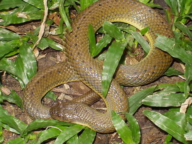 Enhydris plumbea (Plumbeous Water Snake)