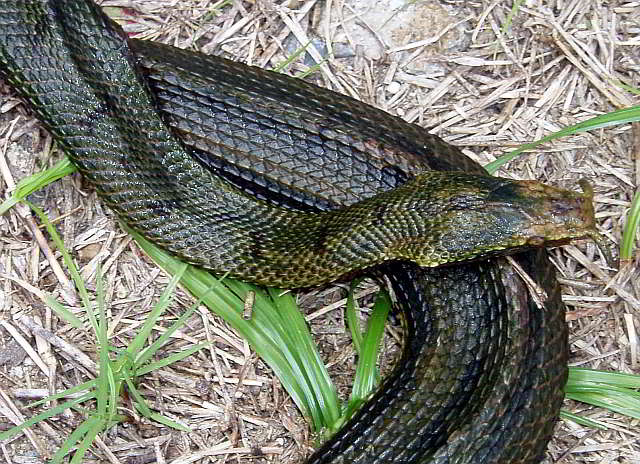 Erpeton tentaculatus (Tentacle Snake, Fishing Snake)