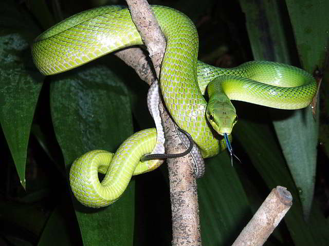 Gonyosoma oxycephalum (Red-tailed Racer)