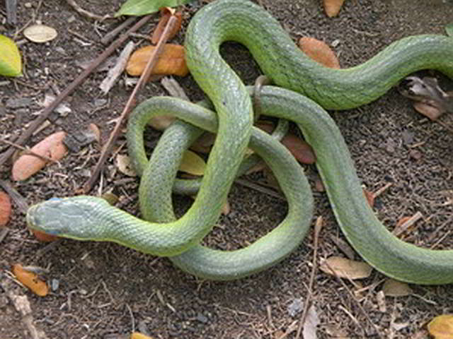 Snakes of Thailand - Gonyosoma