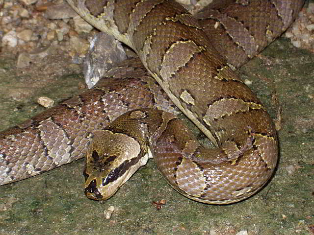 Homalopsis buccata (Puff-faced Water Snake)