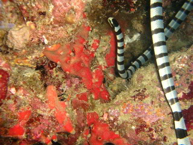 Laticauda colubrina (Yellow-lipped Sea Krait)