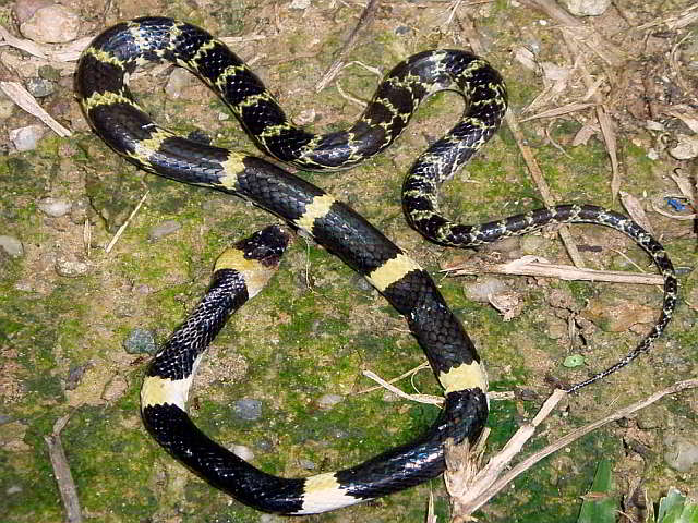 Lycodon laoensis (Laotian Wolf Snake)