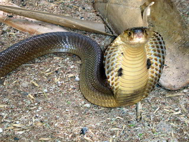 Naja kaouthia (Monocled Cobra)