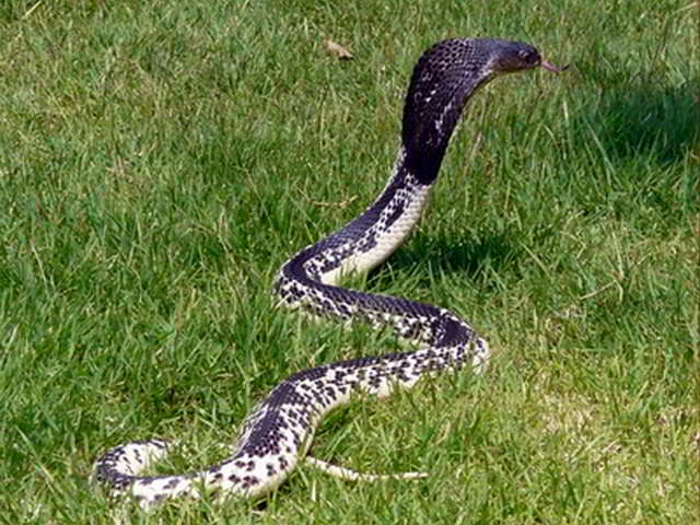 Naja siamensis (Indochinese Spitting Cobra)