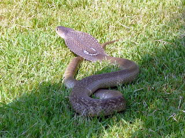 Naja siamensis (Indochinese Spitting Cobra)