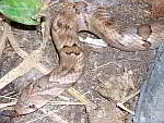 Oligodon - Kukri Snakes