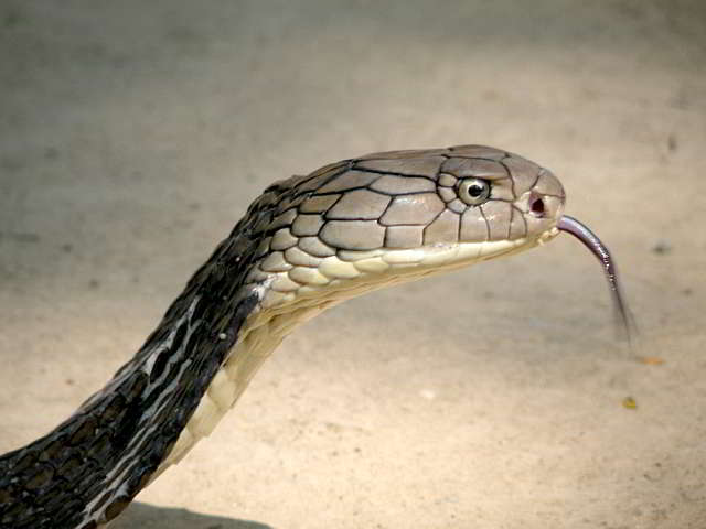 Ophiophagus hannah (King Cobra)