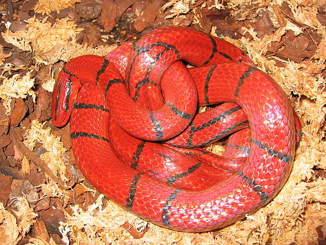 Snakes of Thailand - Oreocrypthophis