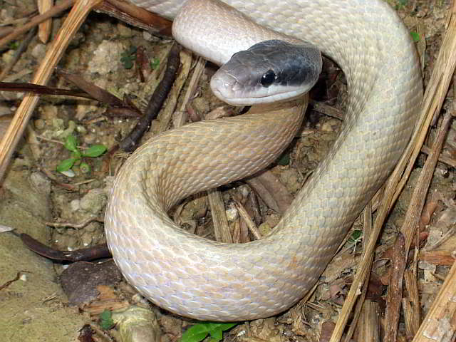 Orthriophis taeniurus ridleyi (Ridleys Schönnatter)