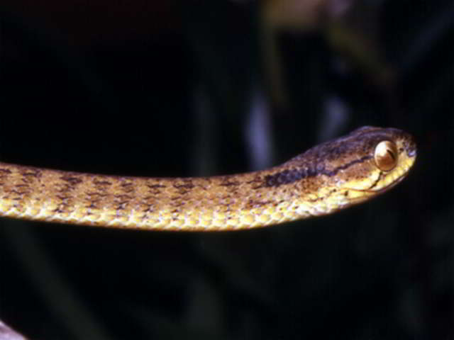 Pareas carinatus (Keeled slug snake)