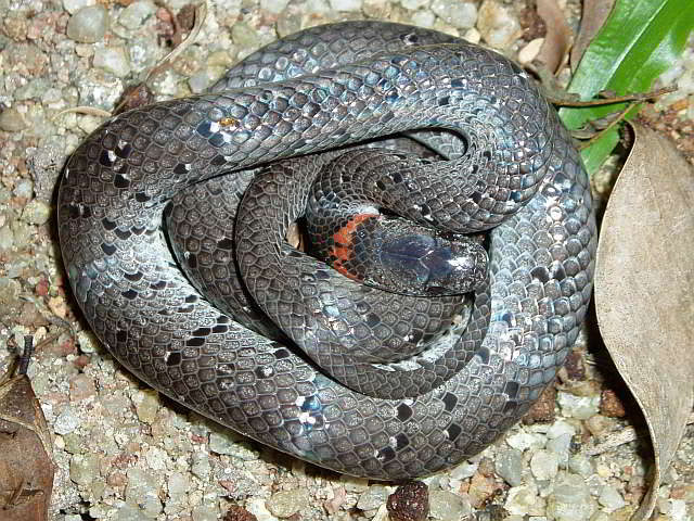 Pareas margaritophorus (White-spotted Slug Snake)