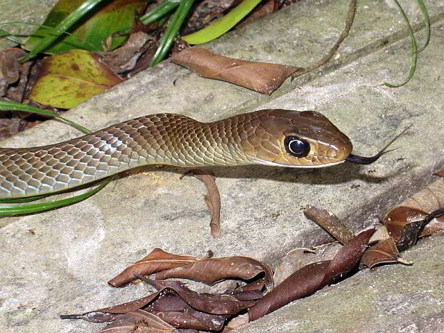 Ptyas korros (Indochinese Rat Snake)