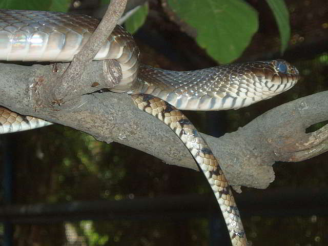 Ptyas mucosa (Oriental Rat Snake)
