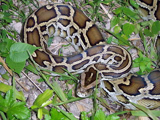 Python bivittatus (Burmese Python)
