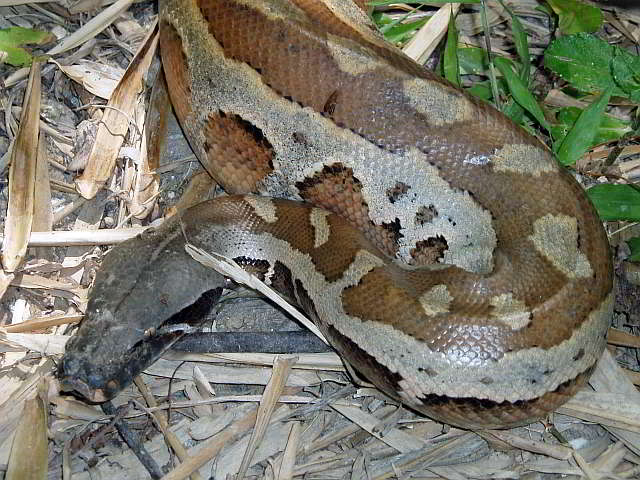 Python brongersmai (Blood python)