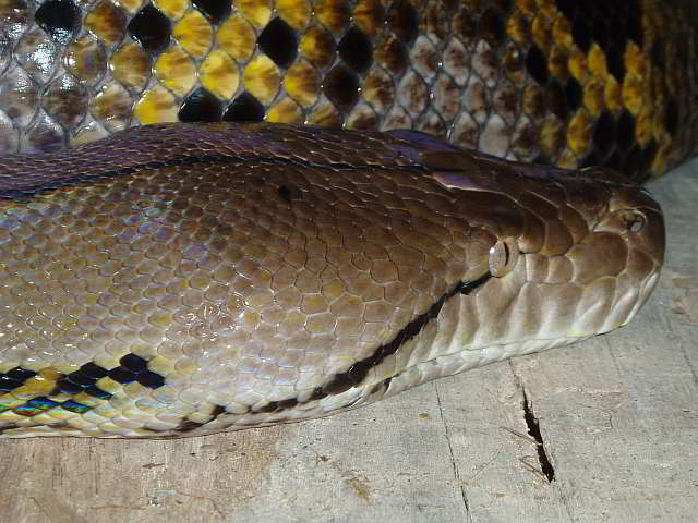 Python reticulatus (Broghammerus reticulatus)