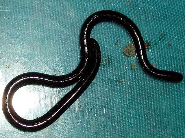 Ramphotyphlops braminus (Common Blind Snake)