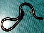 Typhlopidae - Blind Snakes